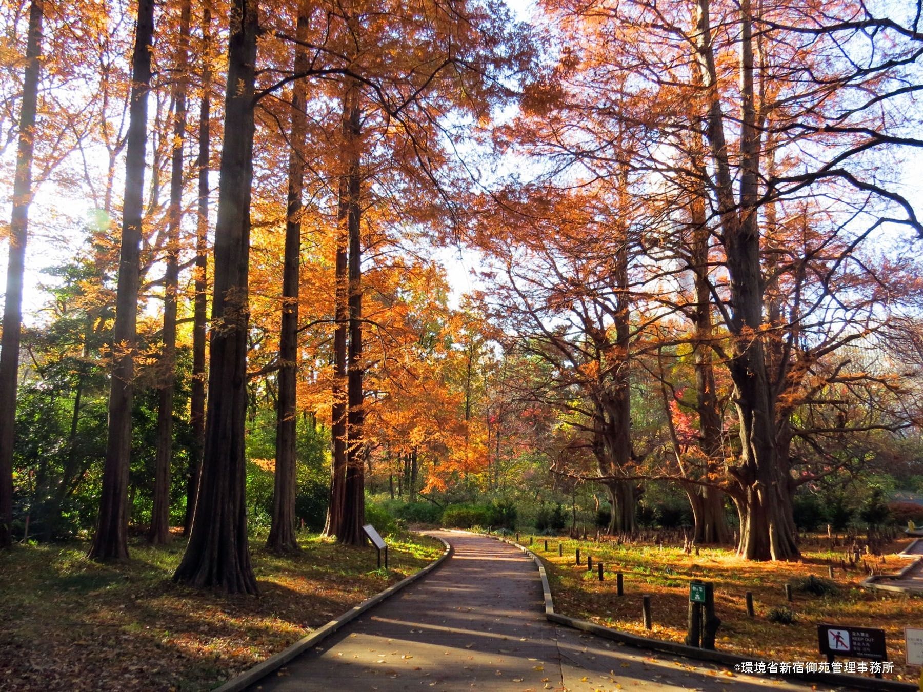 Shinjuku Gyoen Autumn Walk with Admission Included