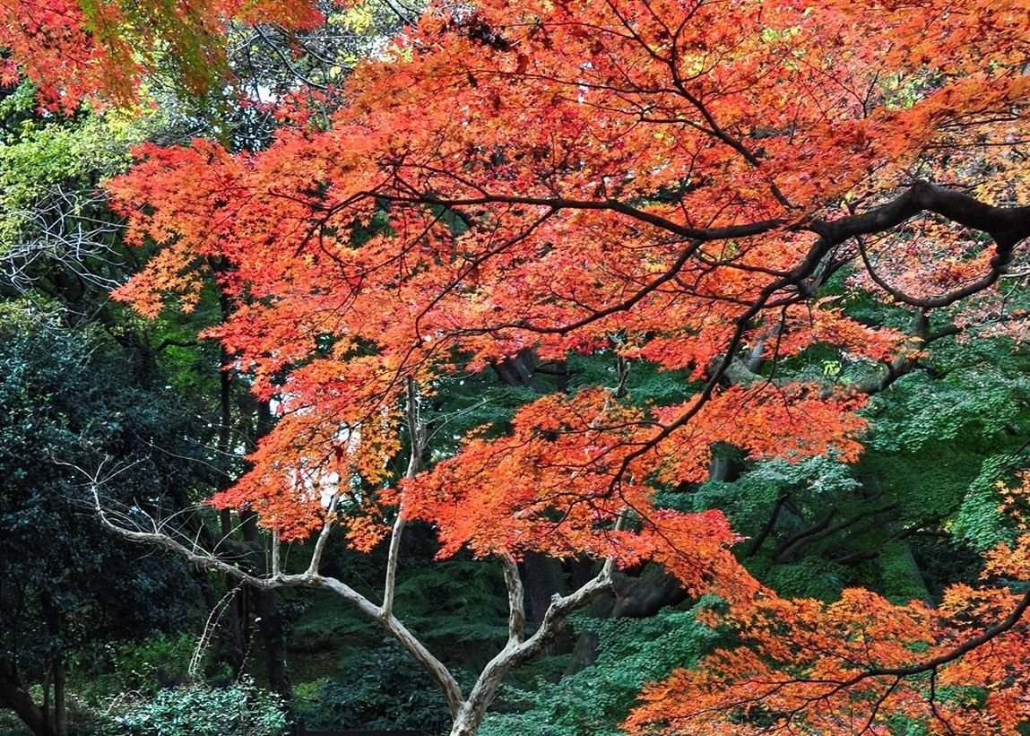 Shinjuku Gyoen Autumn Walk with Admission Included