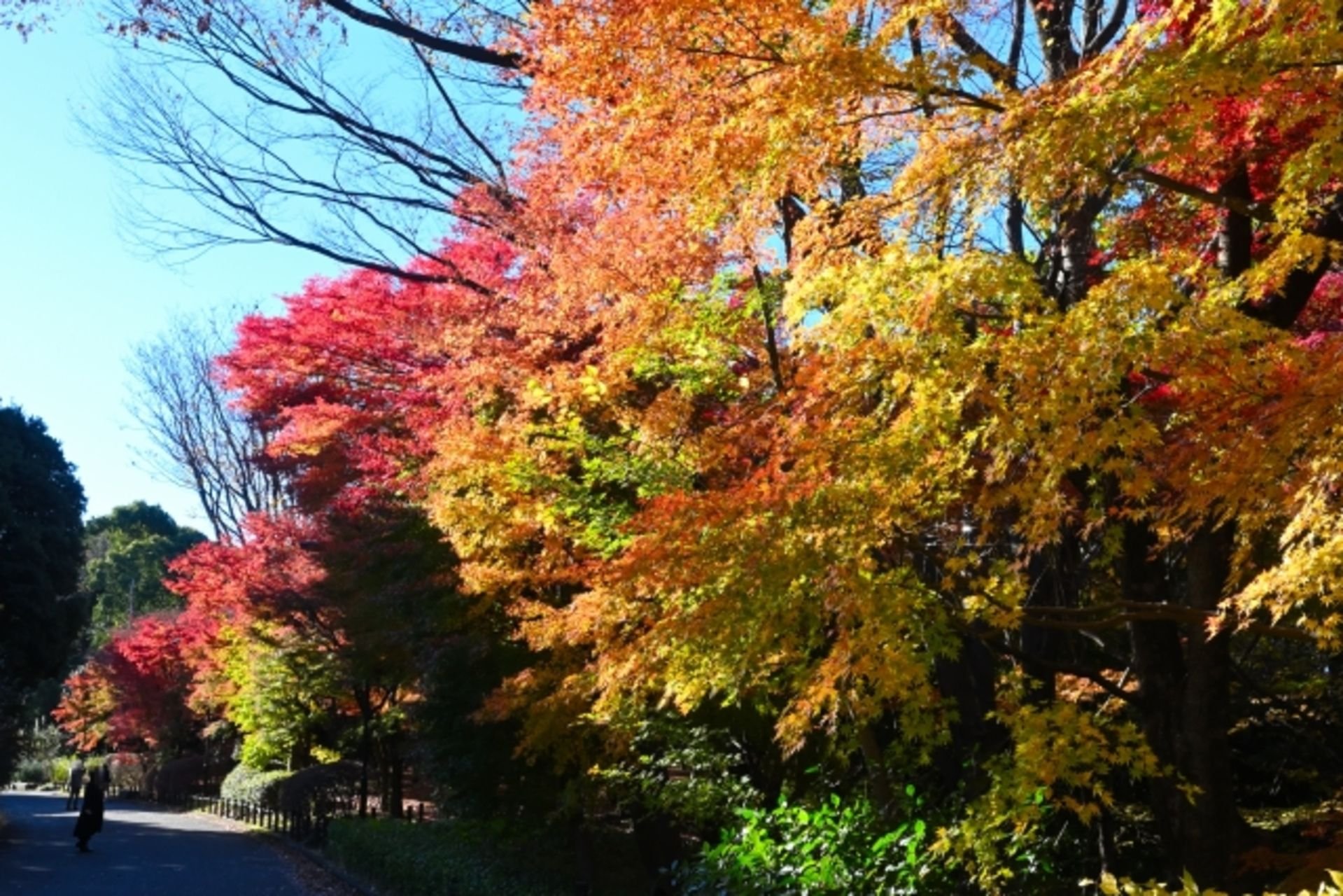 Kitanomaru Park Autumn Colors Walk