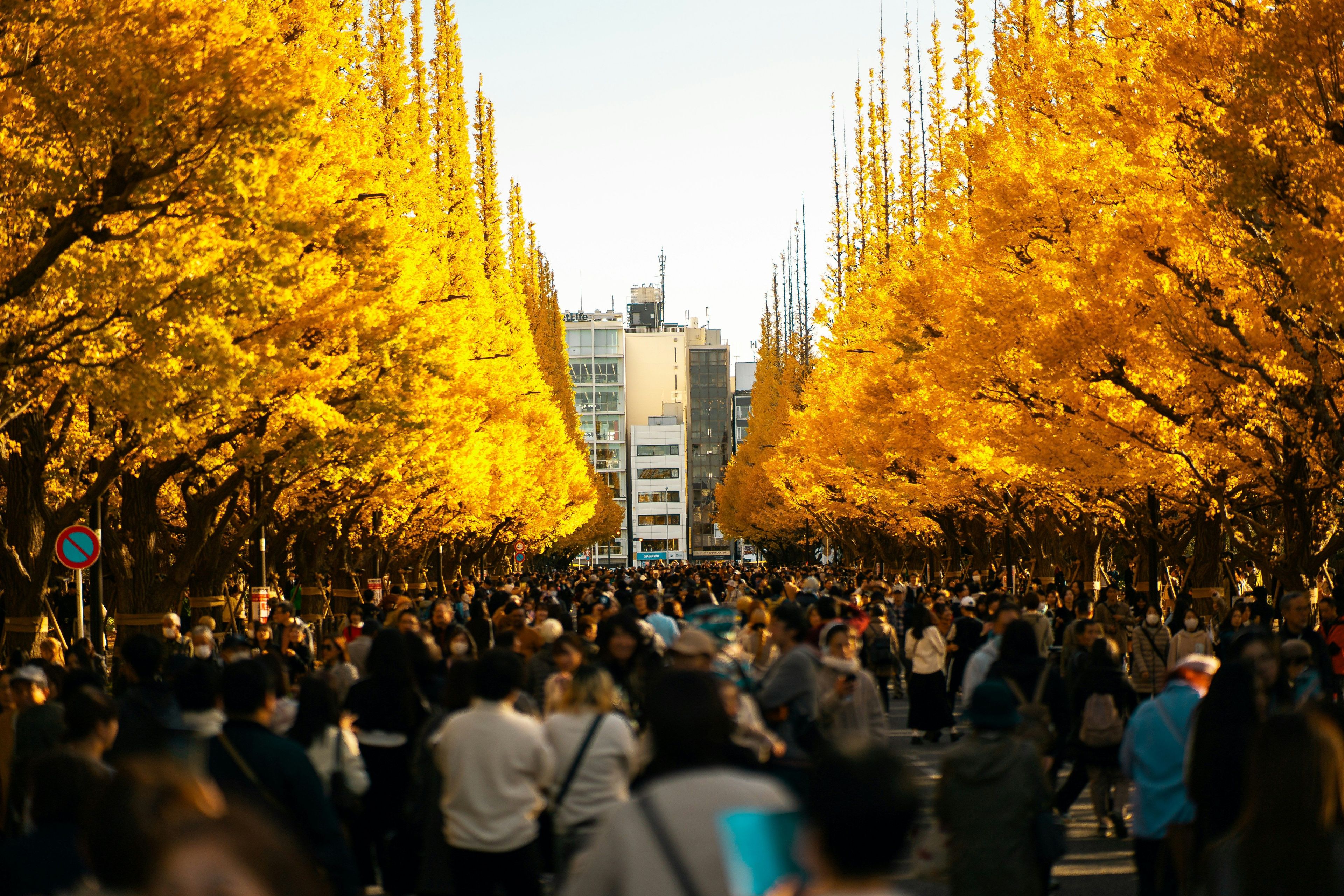 Golden Ginkgo Avenue Autumn Walk